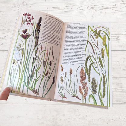 Open book with illustrations of plants on a wooden surface