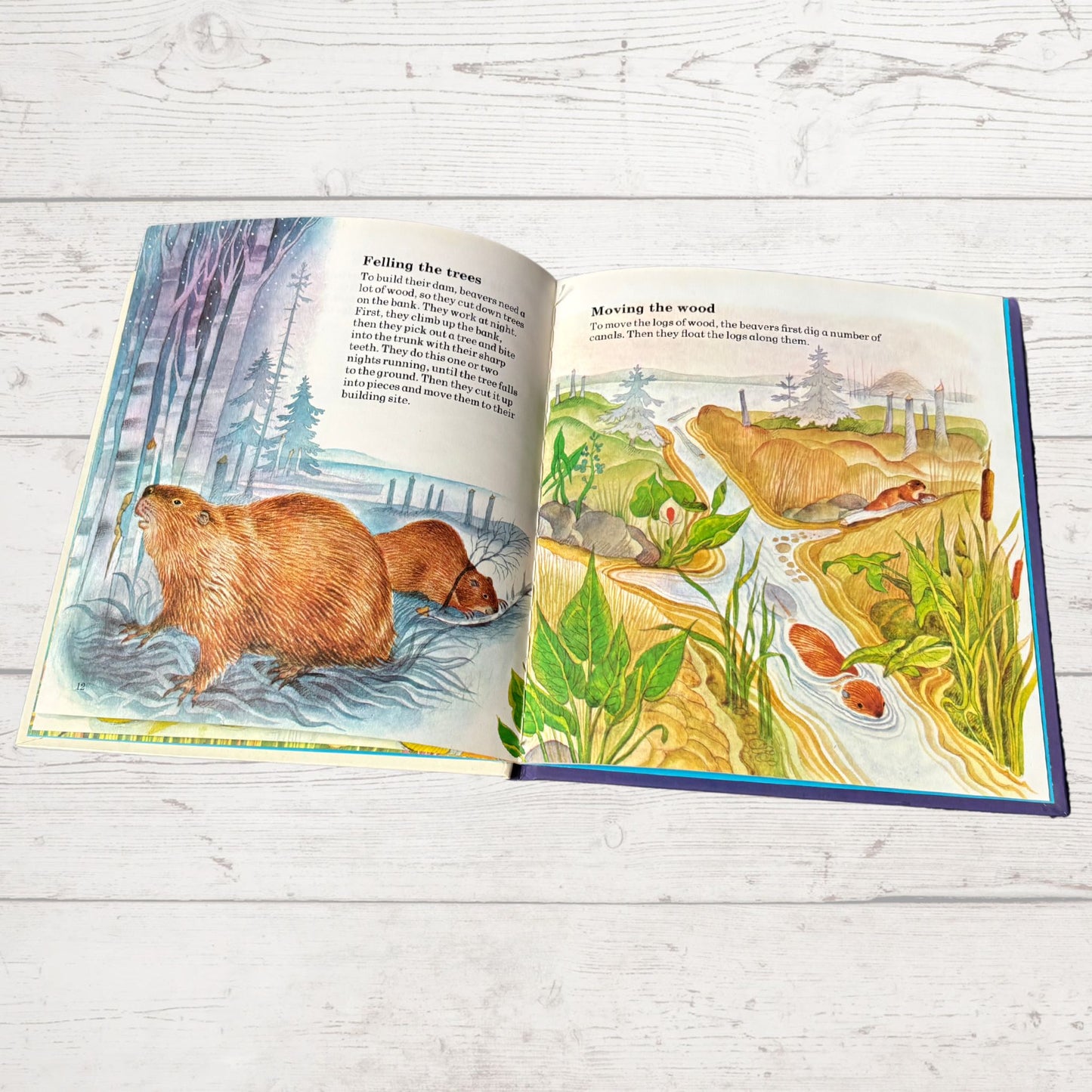 Vintage 1970s Children's Book: The Beaver  - Beautifully Illustrated Educational Hardback Animal & Nature Facts