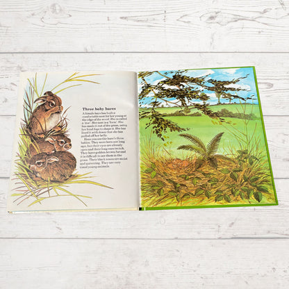 Vintage 1970s Children's Book: The Hare   - Beautifully Illustrated Educational Hardback Animal  & Nature Facts