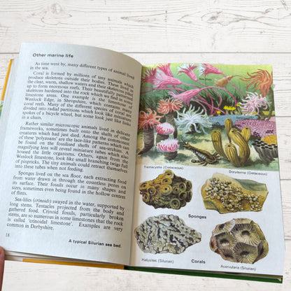 Prehistoric Animals and Fossils. 1970s Vintage Ladybird Book. Series 651