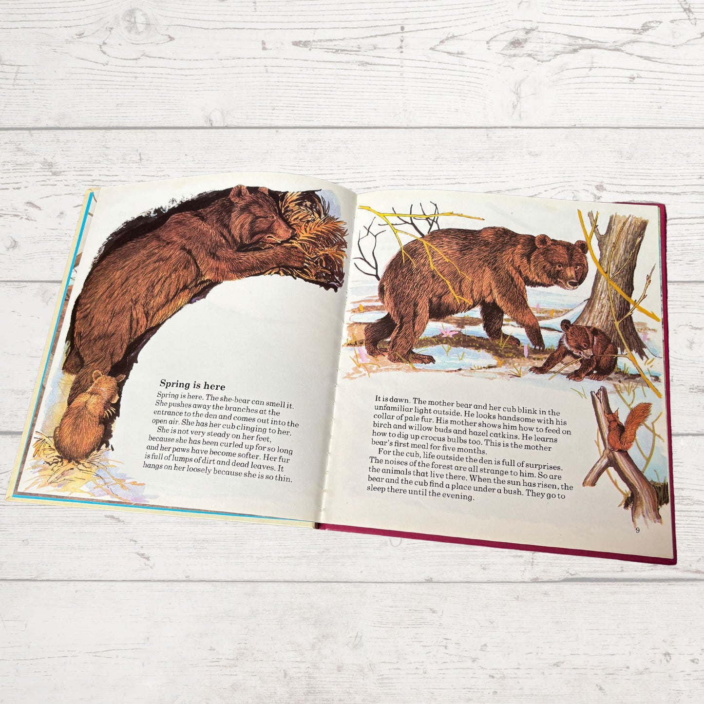 Vintage 1970s Children's Book: The Bear - Beautifully Illustrated Educational Hardback Animal & Nature Facts