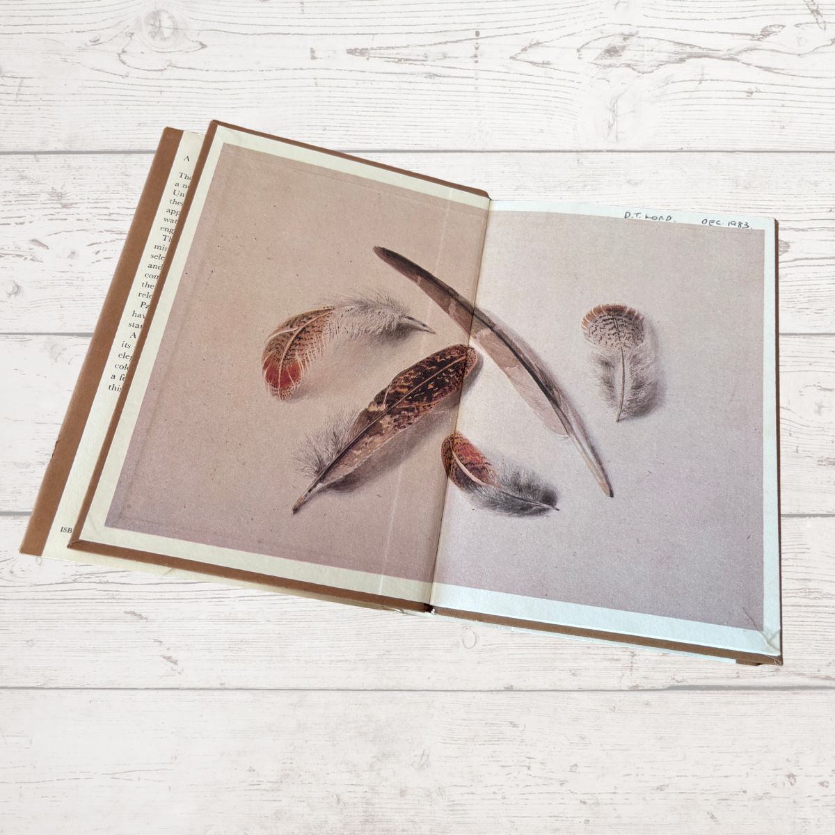 Open book with illustrations of feathers on a wooden surface