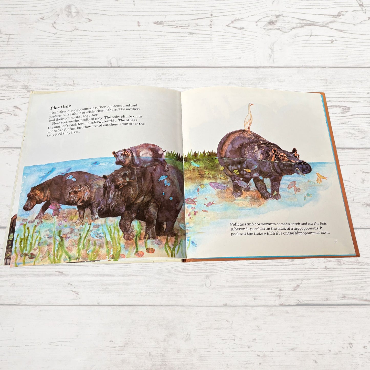 Vintage 1970s Children's Book: The Hippo  - Beautifully Illustrated Educational Hardback Animal & Nature Facts