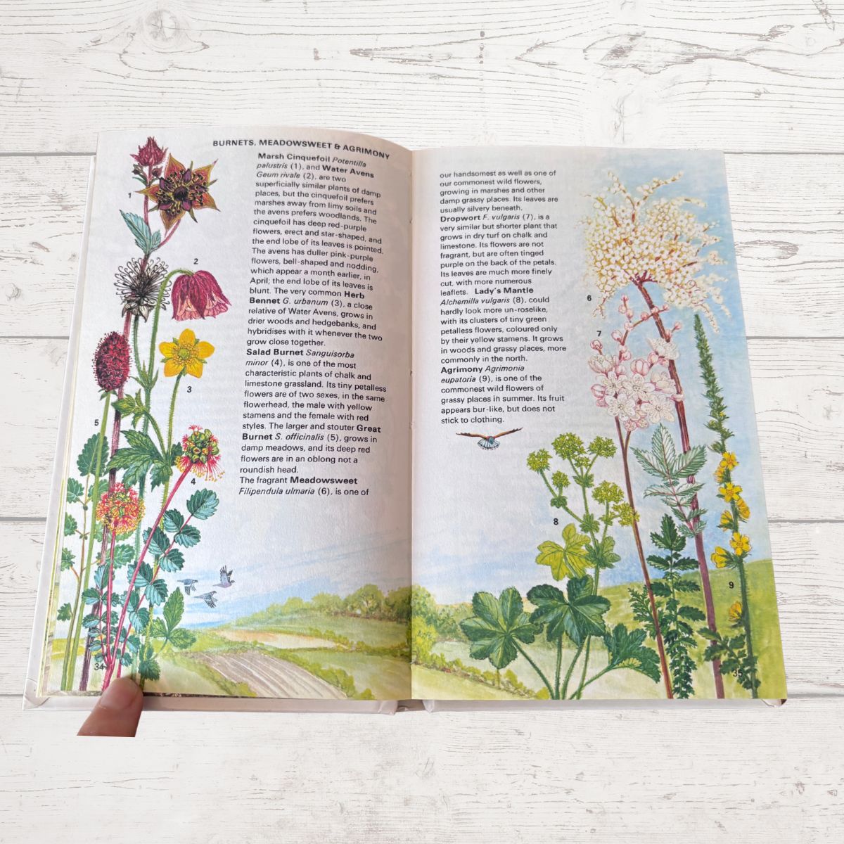 Open book with illustrations of flowers on a wooden surface