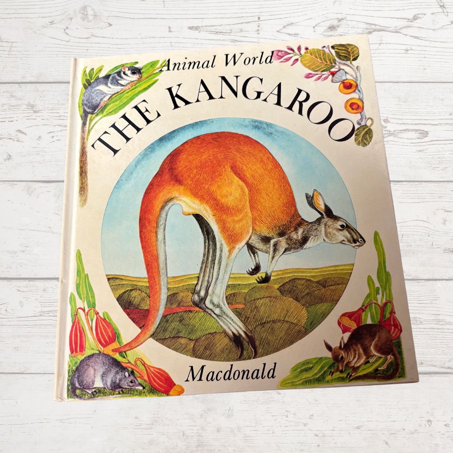 Vintage 1970s Children's Book: The Kangaroo  - Beautifully Illustrated Educational Hardback Animal & Nature Facts