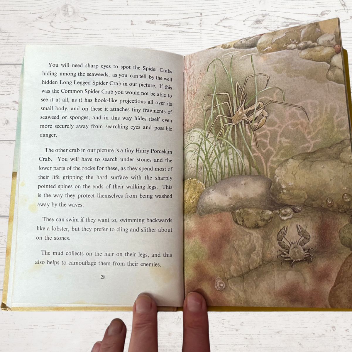 Open book with illustrations of crabs and text on a white surface