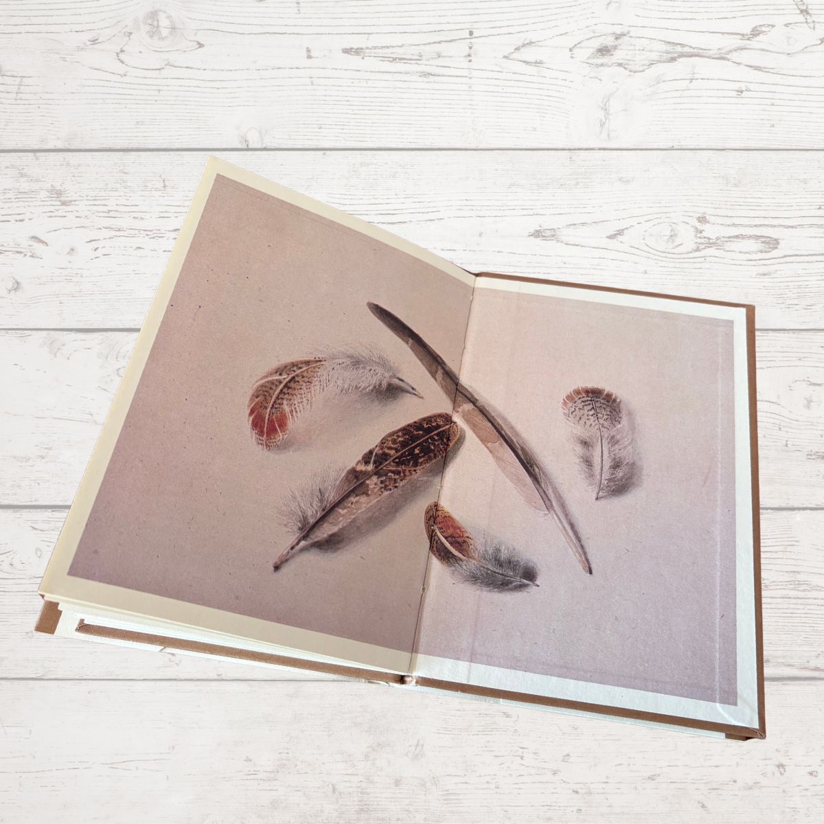 Open book with feather illustrations on a wooden surface