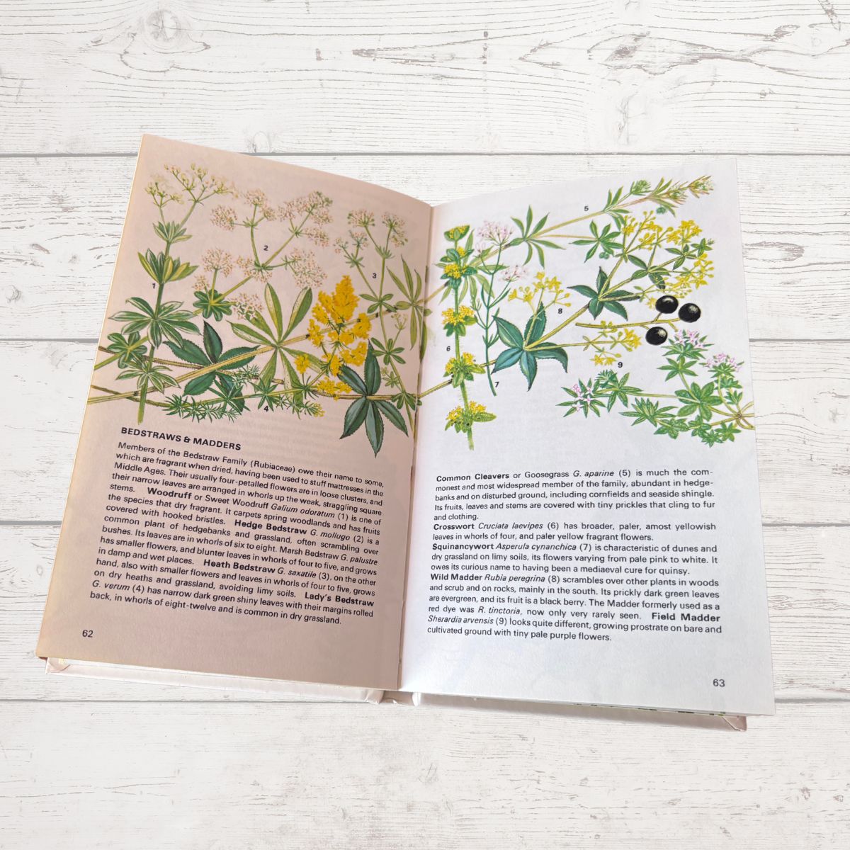 Open book with illustrations of plants on a wooden surface