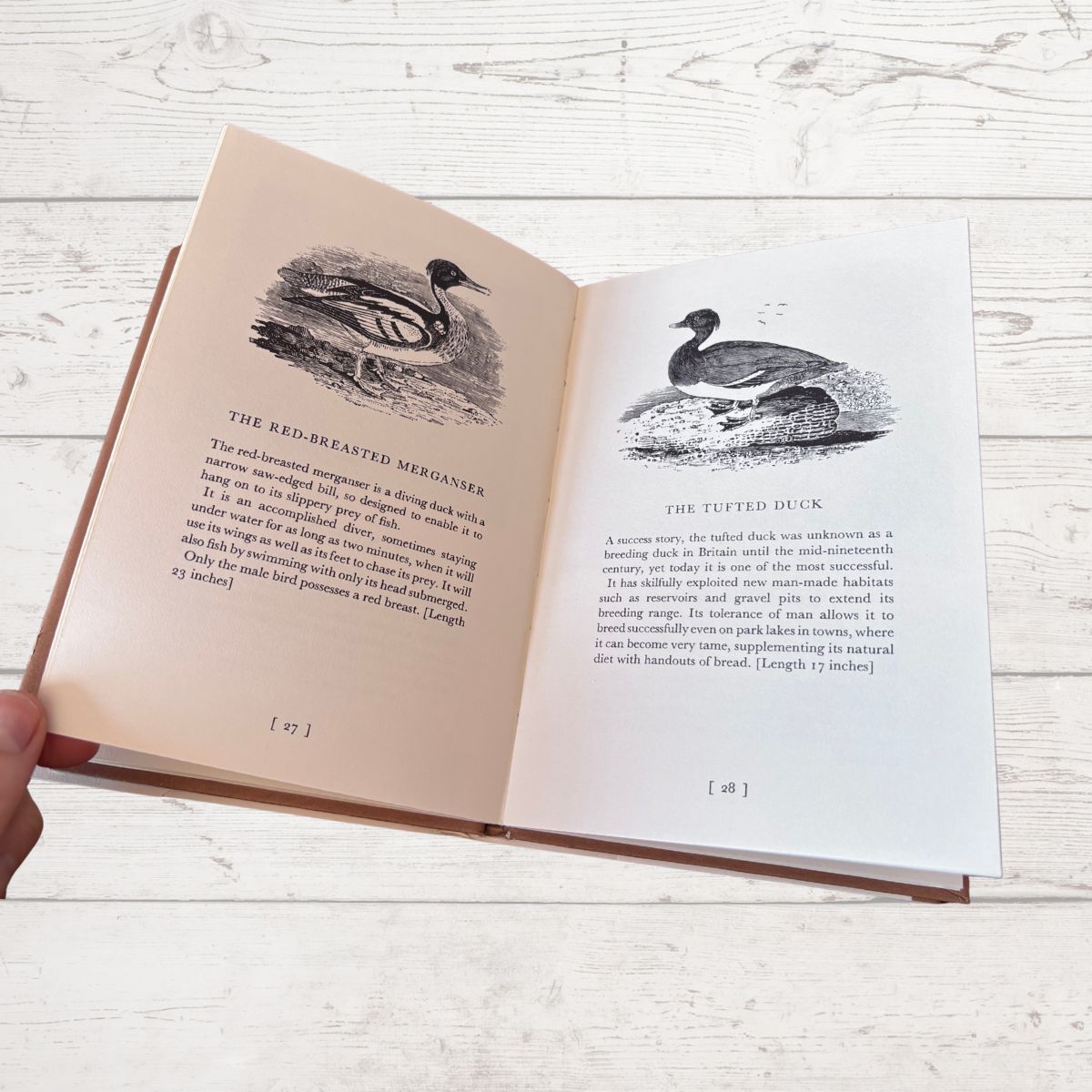 Open book with illustrations of birds on a wooden surface