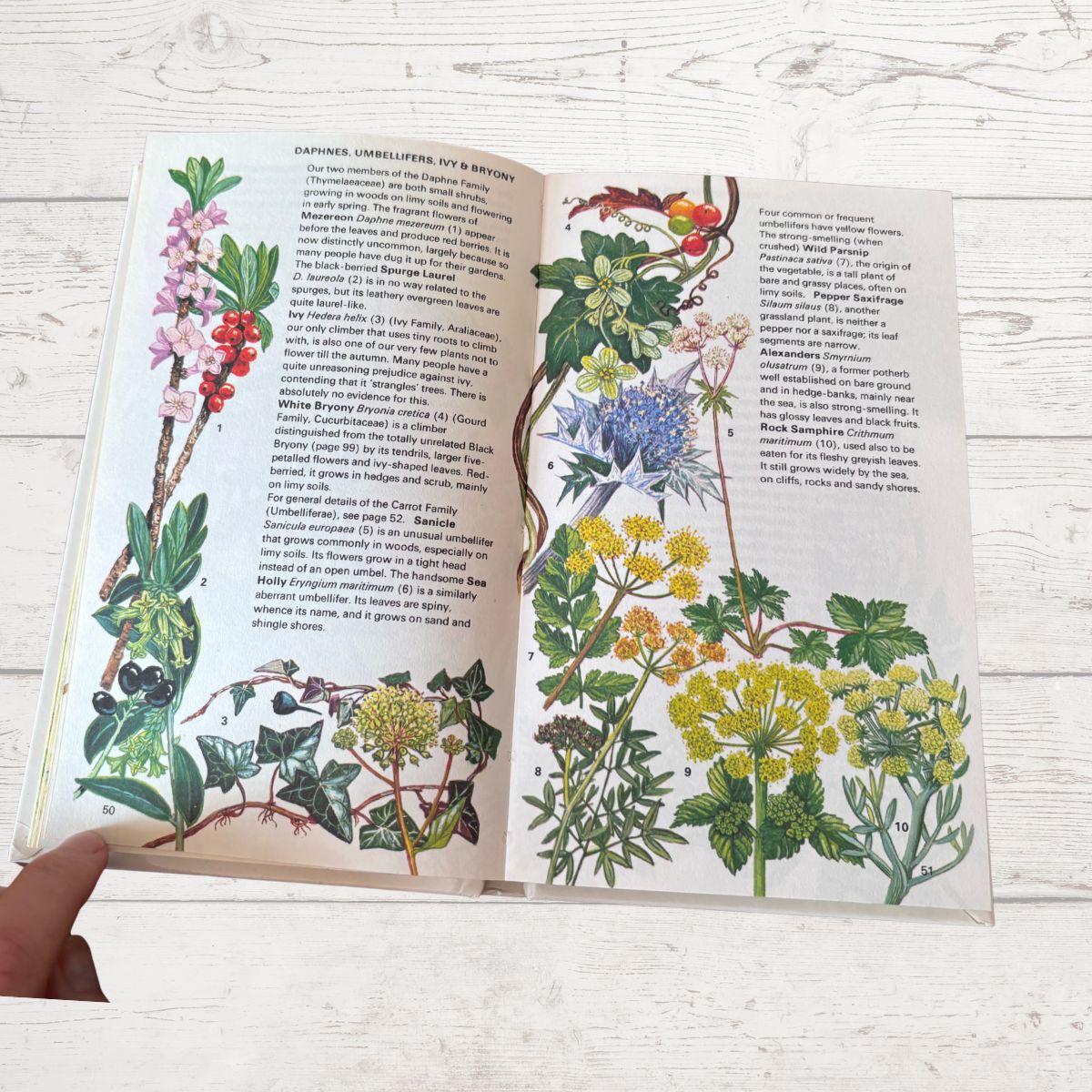 Open book with illustrations of plants on a wooden surface