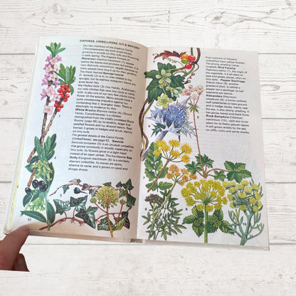 Open book with illustrations of plants on a wooden surface