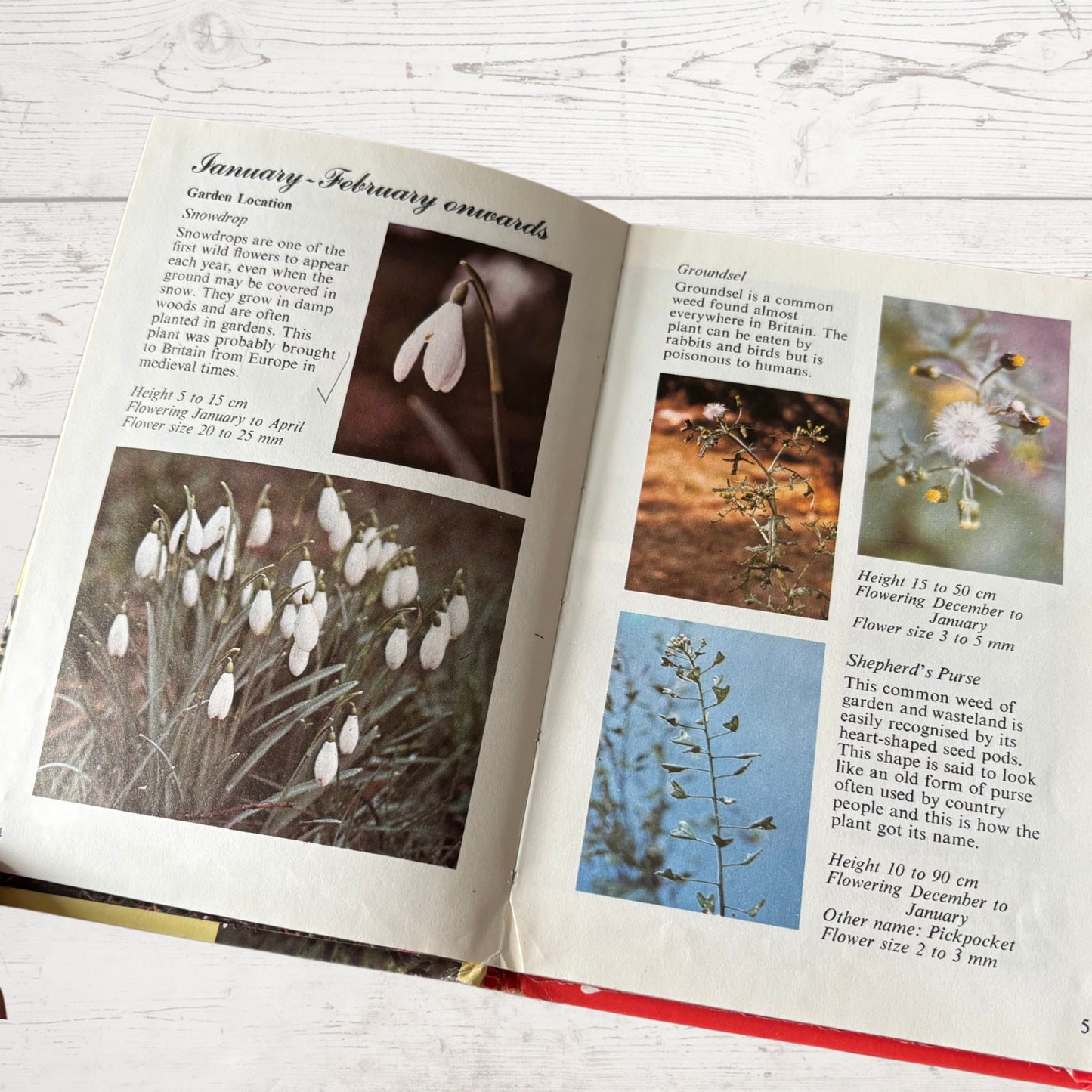 Vintage  ladybird seasonal photo guide to wild flowers