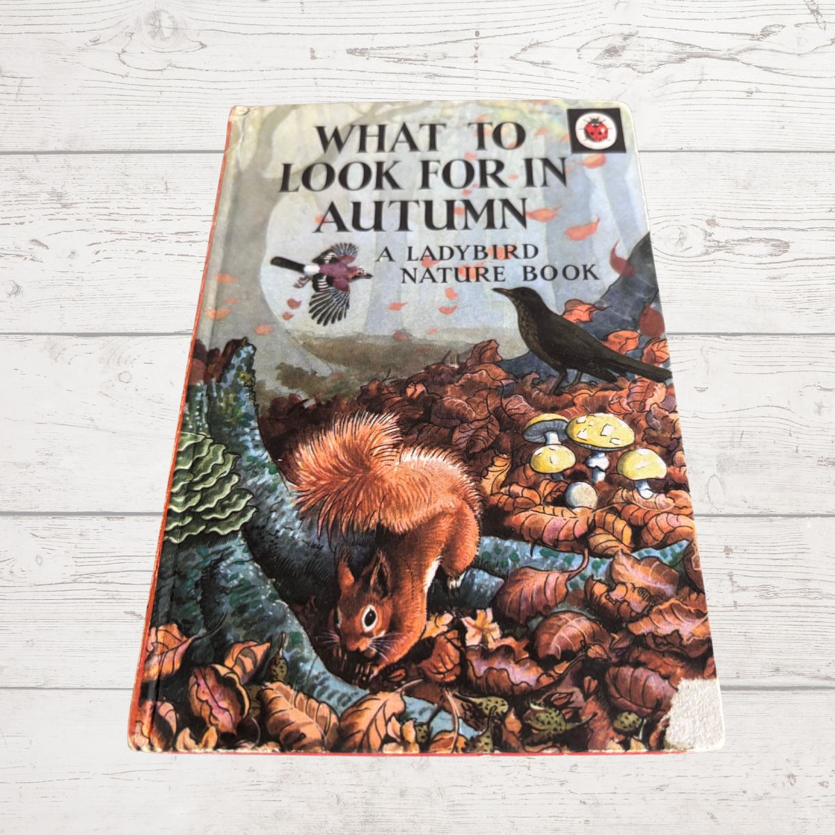 A vintage children's nature book titled 'What to Look for in Autumn: A Ladybird Nature Book' by Ladybird, photographed flat on a whitewashed wooden surface. The cover features a colorful autumn illustration with a red squirrel, a blackbird, mushrooms, and fallen leaves.