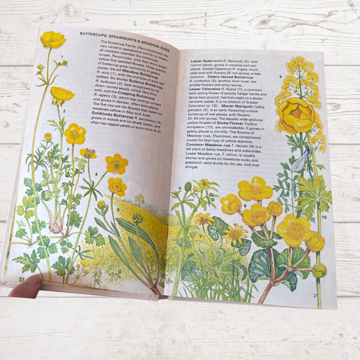 Open book with illustrations of yellow flowers on a wooden surface